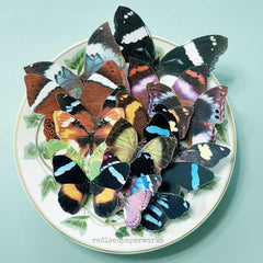 Mixed Media Butterflies Collage Art 